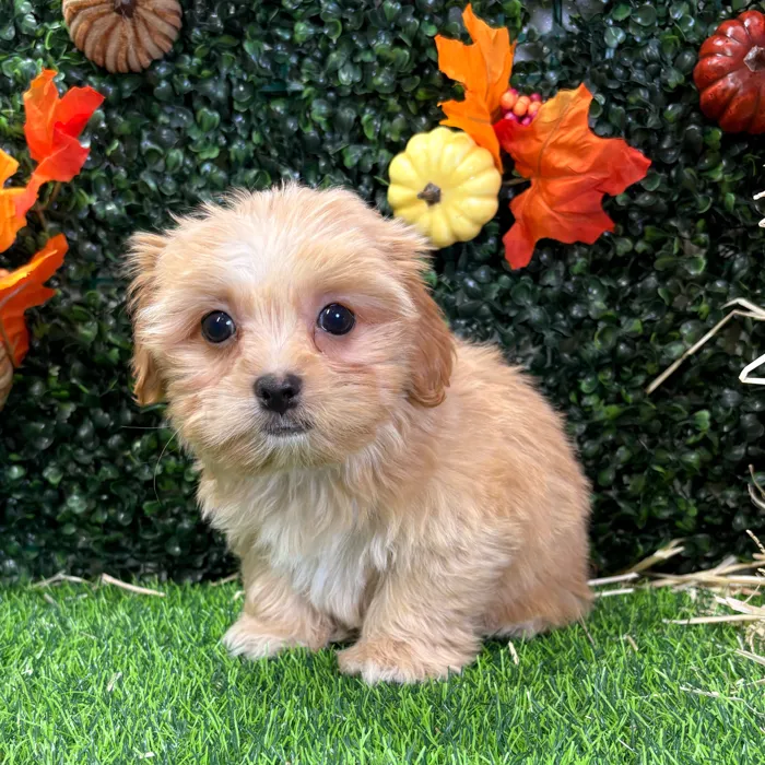 Male Havashire puppy named Pete for sale at Puppy Dreams - Wichita West.