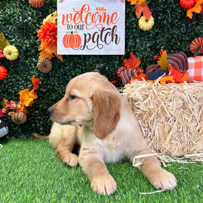 Female Golden Retriever puppy named Beverly for sale at Puppy Dreams - Wichita West.
