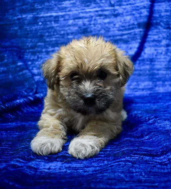 Male Morkie puppy named Dante for sale at Puppy Dreams - Wichita West.