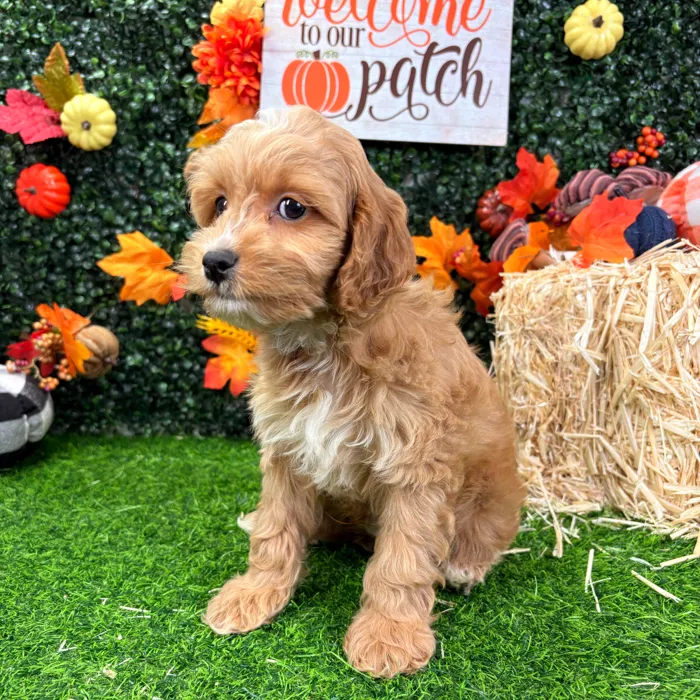 Male Cockapoo puppy named Cecil for sale at Puppy Dreams - Wichita West.
