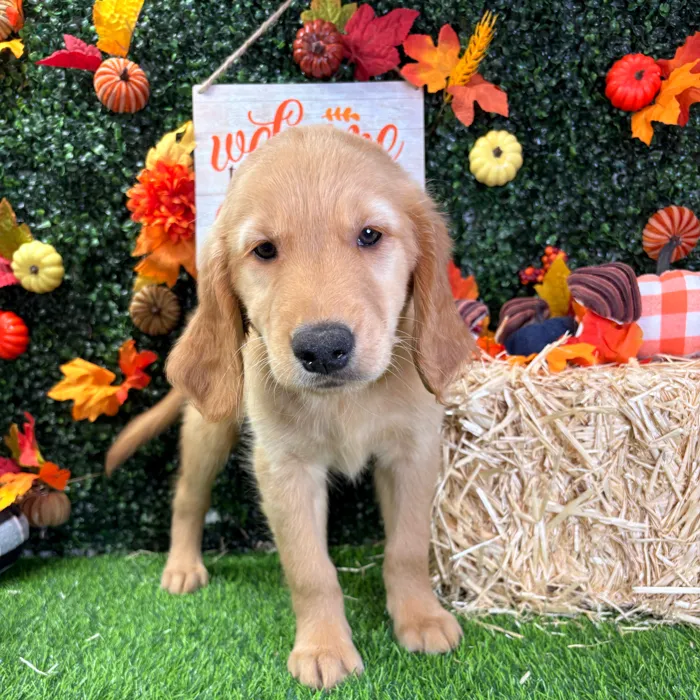 Male Golden Retriever puppy named Beast for sale at Puppy Dreams - Wichita West.