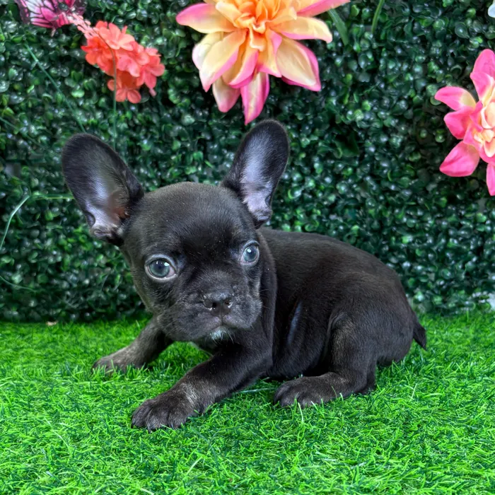 Male French Bulldog puppy named Hugo for sale at Puppy Dreams - Junction City.