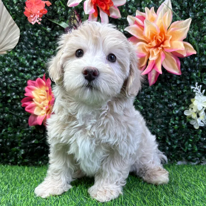 Female Maltipoo puppy named Iris for sale at Puppy Dreams - Junction City.