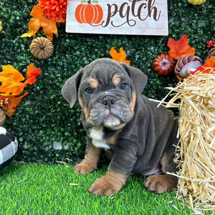 Male English Bulldog puppy named Hudson for sale at Puppy Dreams - Wichita West.