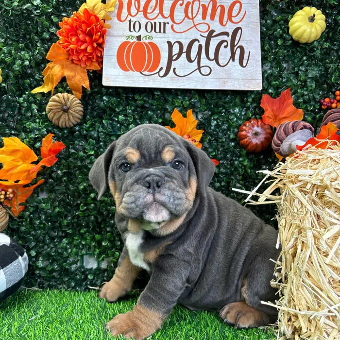 Male English Bulldog puppy named Hudson for sale at Puppy Dreams - Wichita West.