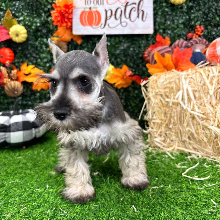 Male Mini Schnauzer puppy named Fry for sale at Puppy Dreams - Wichita West.