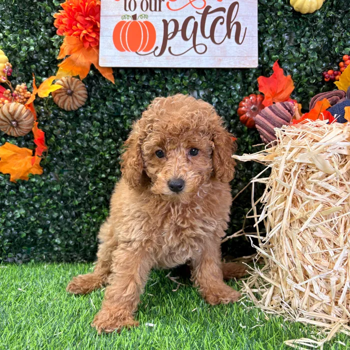 Female Mini Poodle puppy named Maple for sale at Puppy Dreams - Wichita West.
