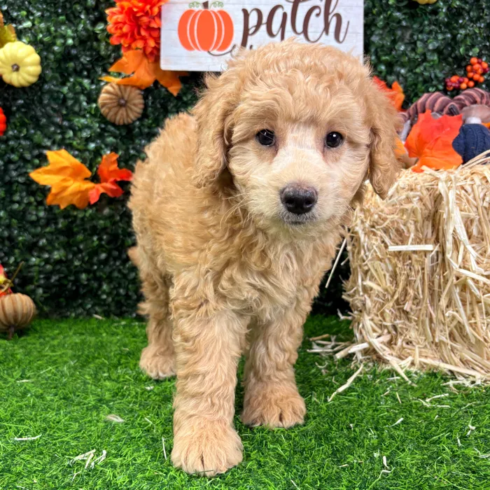 Male Mini Goldendoodle puppy named Archer for sale at Puppy Dreams - Wichita West.
