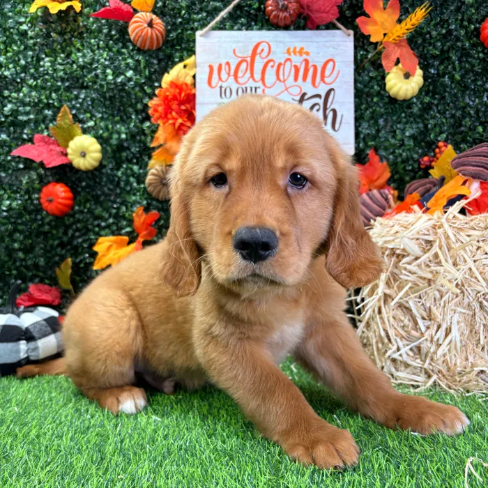 Male Golden Retriever puppy named Georgie for sale at Puppy Dreams - Wichita West.