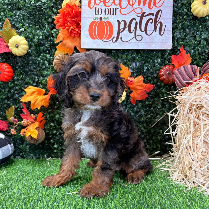 Female Cockapoo puppy named Cinnamon for sale at Puppy Dreams - Wichita West.
