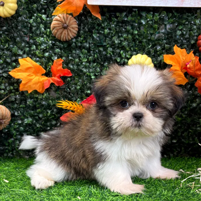 Male Shih Tzu puppy named Zim for sale at Puppy Dreams - Wichita West.