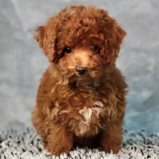 Male Cavapoo puppy named Brick for sale at Puppy Dreams - Junction City.