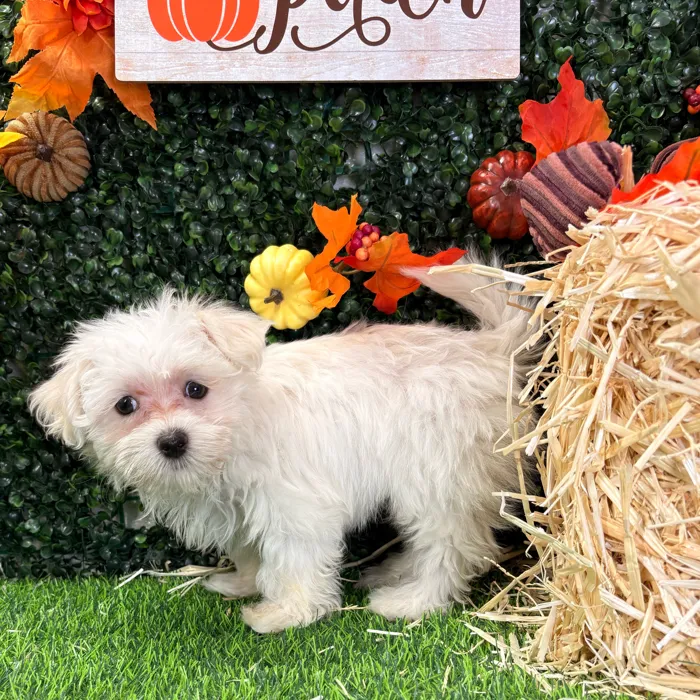 Male Maltese puppy named Rufus for sale at Puppy Dreams - Wichita West.