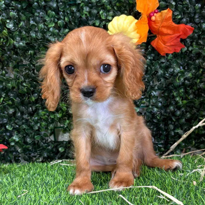 Male Cavalier King Charles Spaniel puppy named Pinky for sale at Puppy Dreams - Wichita West.