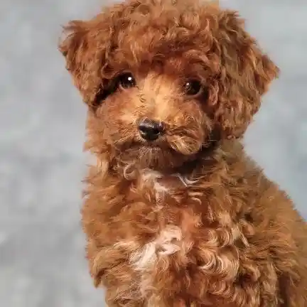Male Cavapoo puppy named Brick for sale at Puppy Dreams - Junction City.