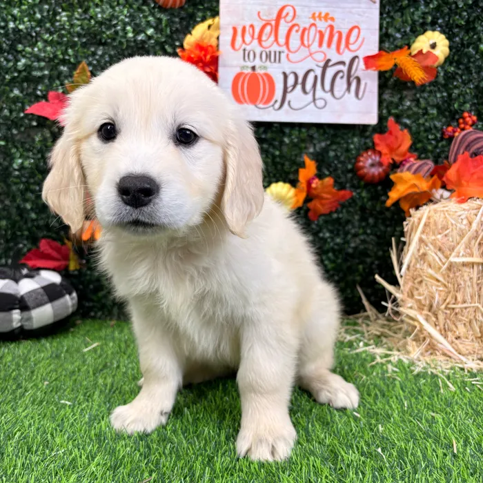 Female Golden Retriever puppy named Stormy for sale at Puppy Dreams - Wichita West.