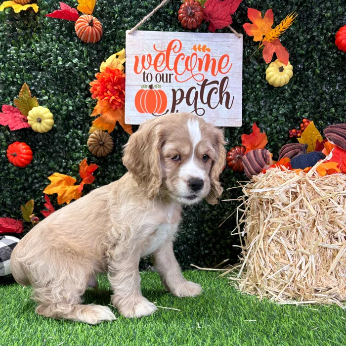 Male Cocker Spaniel puppy named Apple for sale at Puppy Dreams - Wichita West.