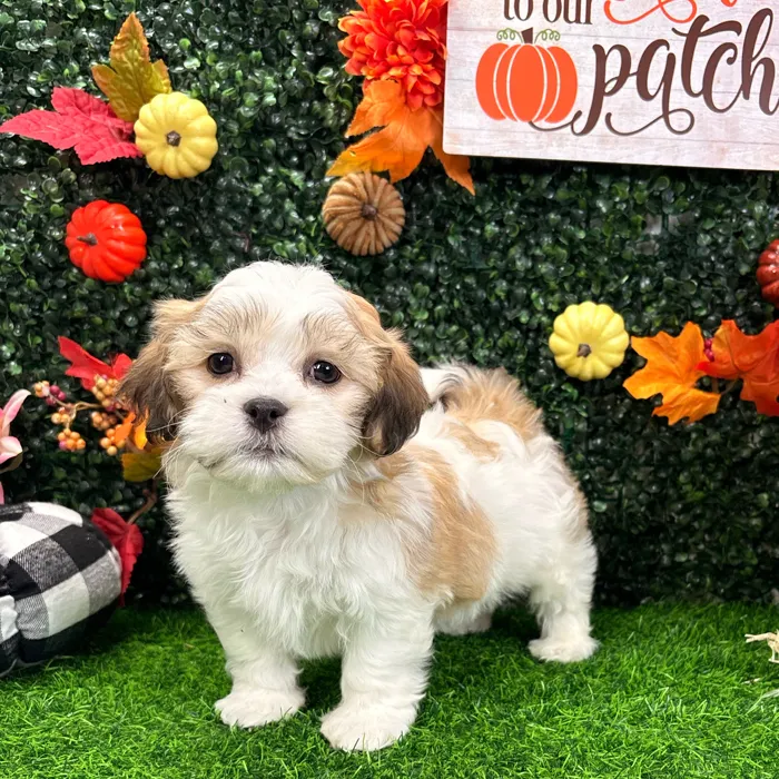 Male Teddy Bear puppy named Boo for sale at Puppy Dreams - Wichita West.