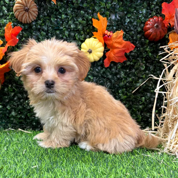 Male Havashire puppy named Pete for sale at Puppy Dreams - Wichita West.