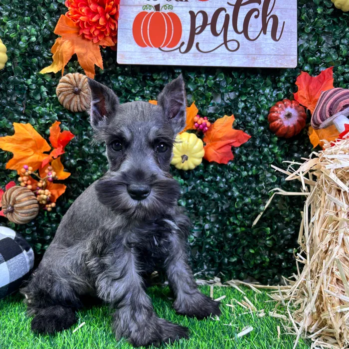 Male Mini Schnauzer puppy named Stitch for sale at Puppy Dreams - Wichita West.