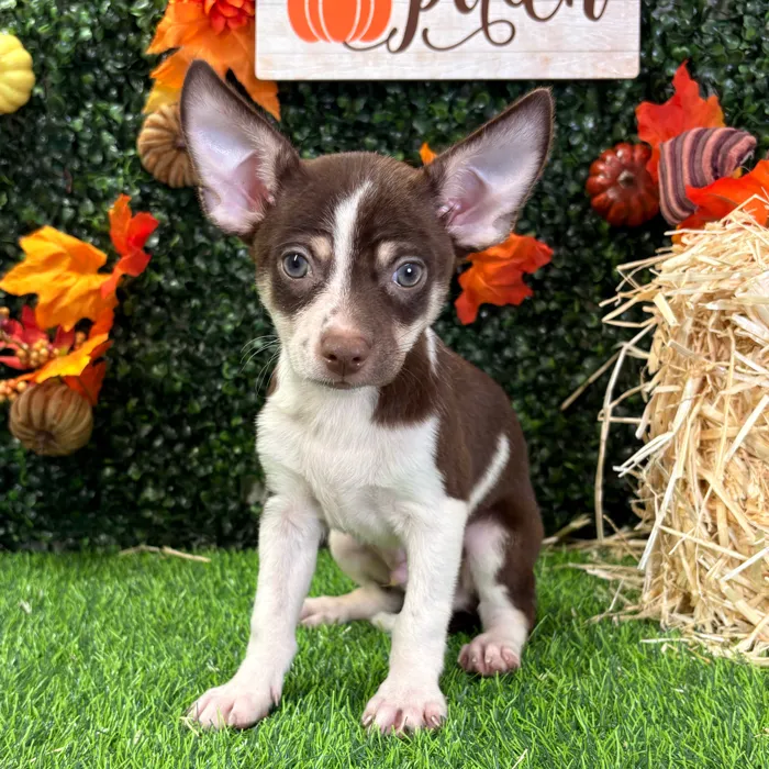 Male Chihuahua puppy named Chong for sale at Puppy Dreams - Wichita West.