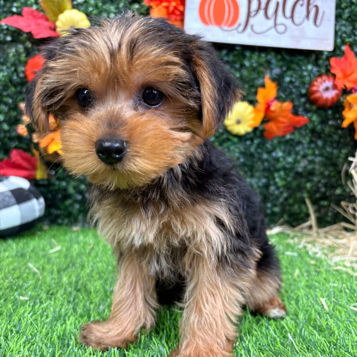 Male Yorkie puppy named Freddy for sale at Puppy Dreams - Wichita West.