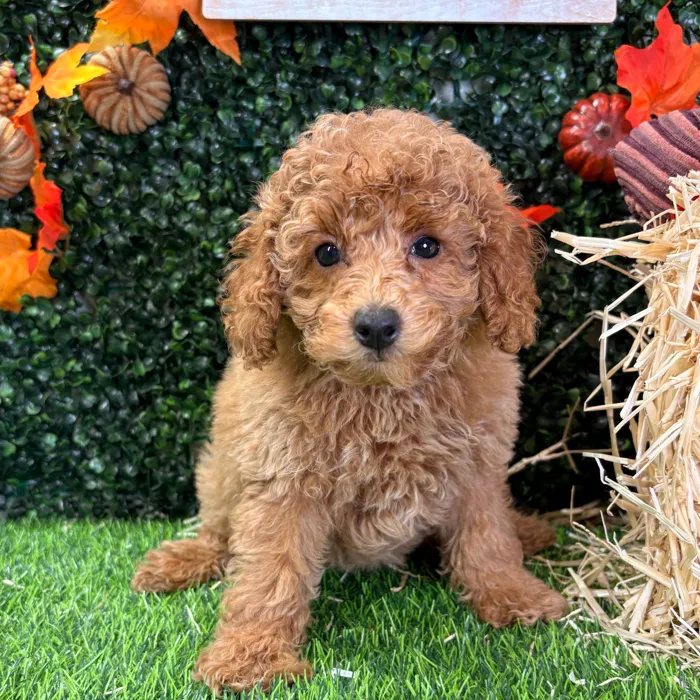 Female Mini Poodle puppy named Maple for sale at Puppy Dreams - Wichita West.