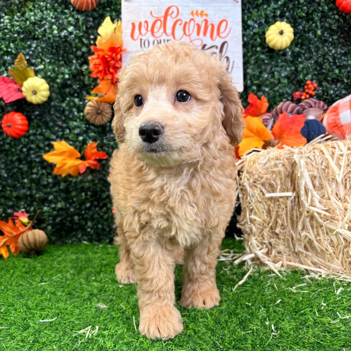 Male Mini Goldendoodle puppy named Archer for sale at Puppy Dreams - Wichita West.