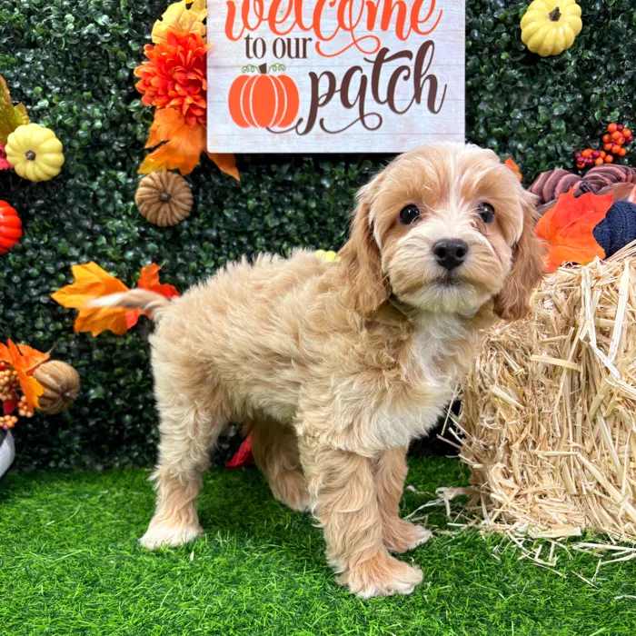 Female Cockapoo puppy named Briar for sale at Puppy Dreams - Wichita West.