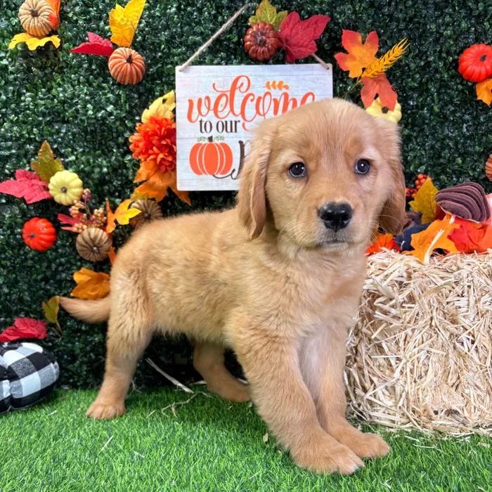 Female Golden Retriever puppy named Matilda for sale at Puppy Dreams - Wichita West.