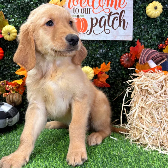 Male Golden Retriever puppy named Sage for sale at Puppy Dreams - Wichita West.