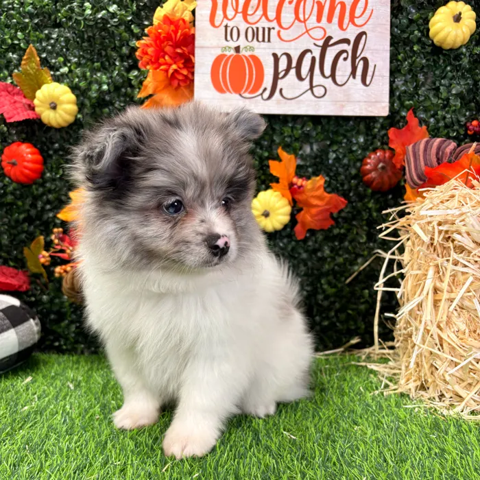 Male Pomeranian puppy named Beau for sale at Puppy Dreams - Wichita West.