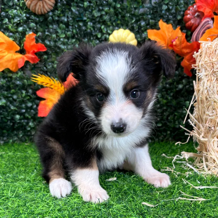 Male Mini Aussie puppy named Rusty for sale at Puppy Dreams - Wichita West.