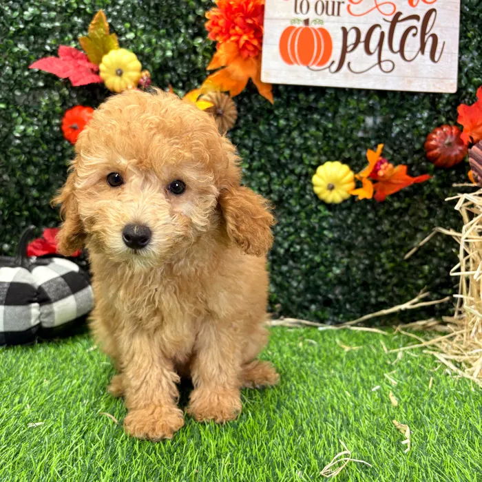 Female Mini Poodle puppy named Peach for sale at Puppy Dreams - Wichita West.