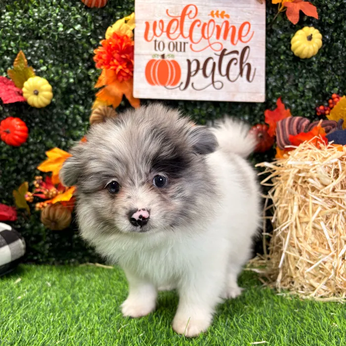 Male Pomeranian puppy named Beau for sale at Puppy Dreams - Wichita West.
