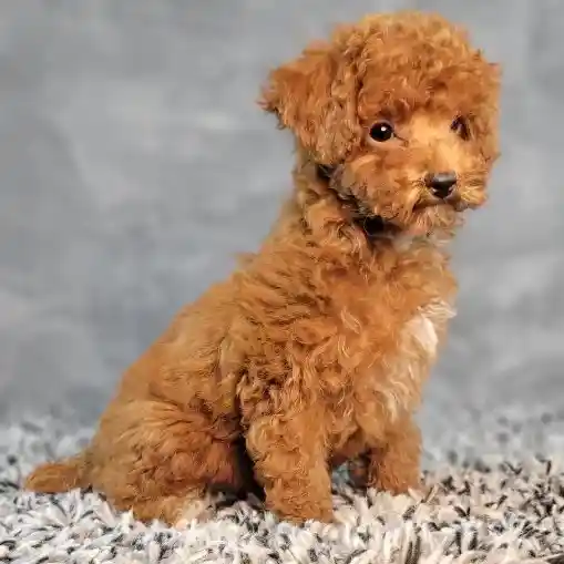 Male Cavapoo puppy named Brick for sale at Puppy Dreams - Junction City.