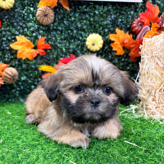 Female Shih Tzu puppy named Ivy for sale at Puppy Dreams - Wichita West.