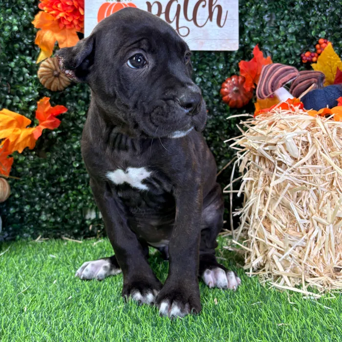 Female Cane Corso puppy named Zelda for sale at Puppy Dreams - Wichita West.