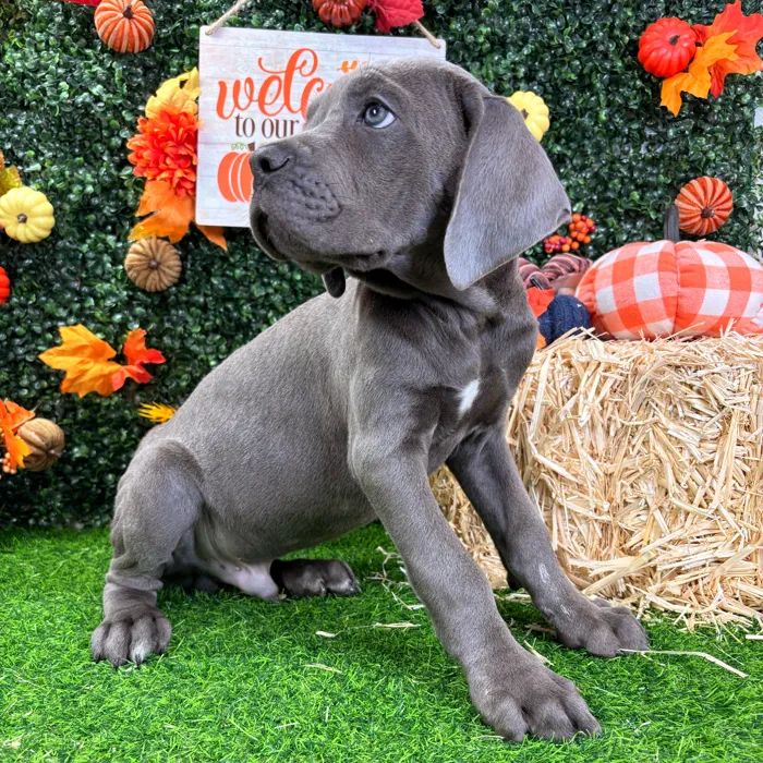 Male Cane Corso puppy named Poe for sale at Puppy Dreams - Wichita West.