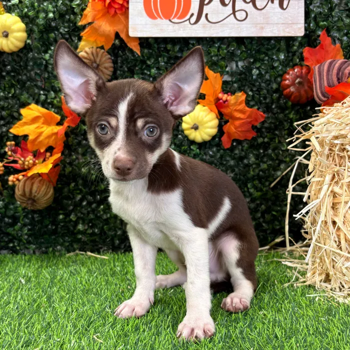 Male Chihuahua puppy named Chong for sale at Puppy Dreams - Wichita West.