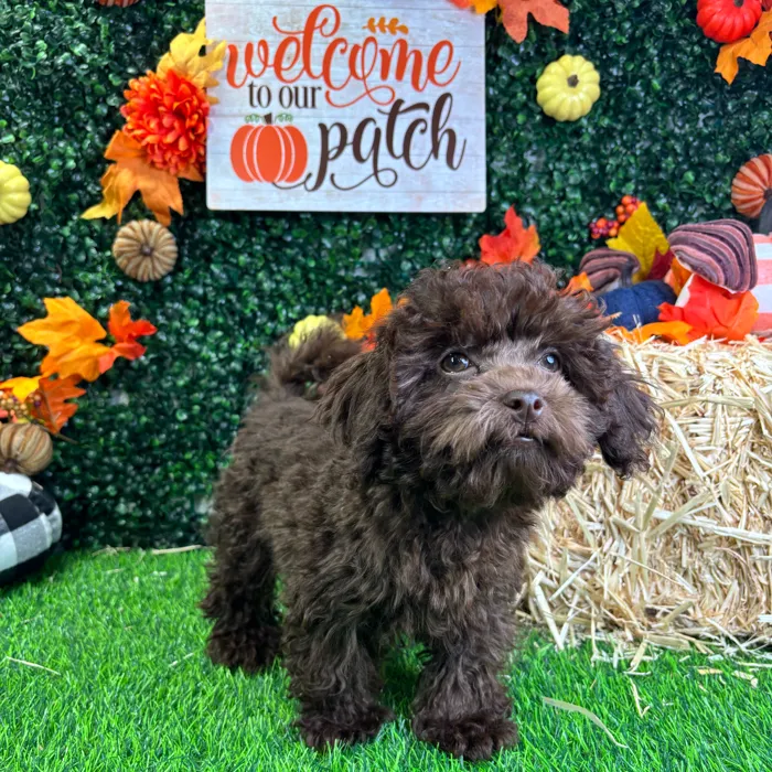 Male Shipoo puppy named Seymour for sale at Puppy Dreams - Wichita West.