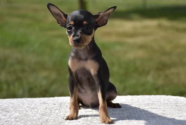 Male Min Pin puppy named Spike for sale at Puppy Dreams - Wichita West.