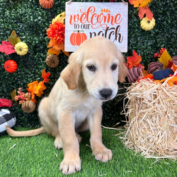Male Golden Retriever puppy named Lemon for sale at Puppy Dreams - Wichita West.