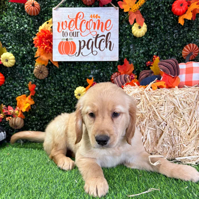 Female Golden Retriever puppy named Beverly for sale at Puppy Dreams - Wichita West.