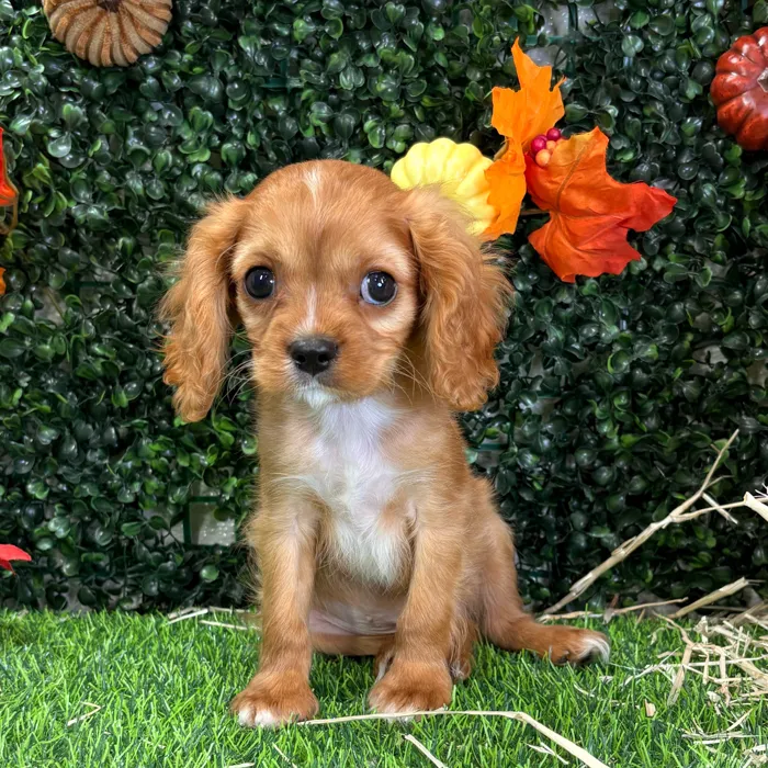 Male Cavalier King Charles Spaniel puppy named Pinky for sale at Puppy Dreams - Wichita West.