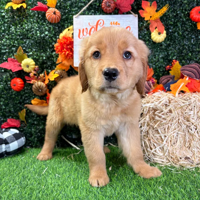 Female Golden Retriever puppy named Matilda for sale at Puppy Dreams - Wichita West.