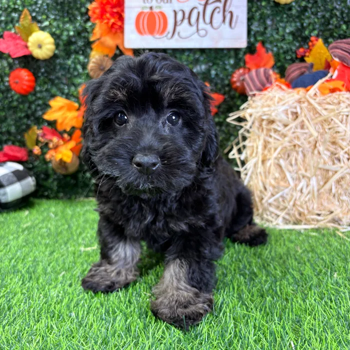 Female Cavapoo puppy named Dixie for sale at Puppy Dreams - Wichita West.