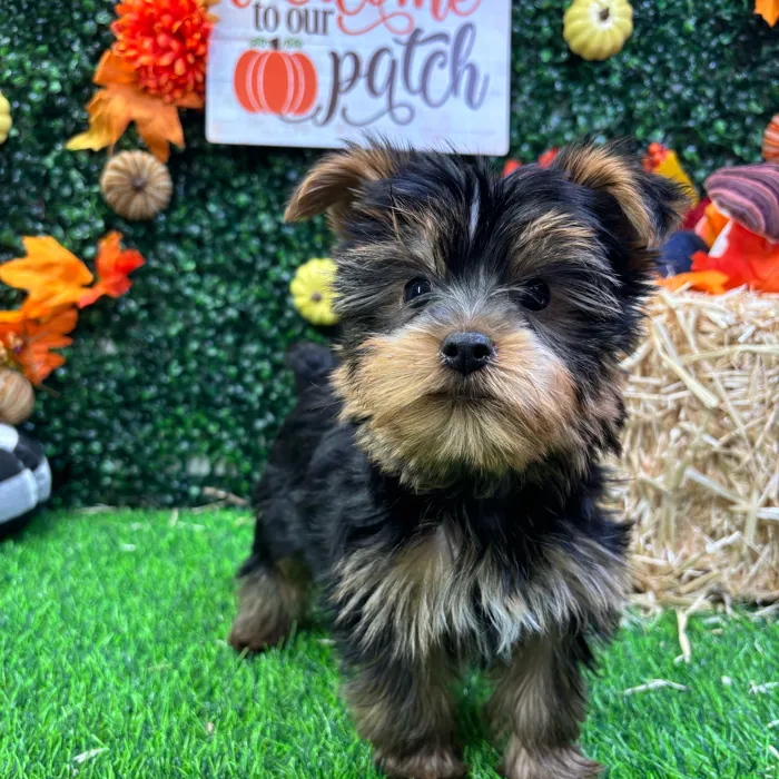 Male Yorkie puppy named Bowie for sale at Puppy Dreams - Junction City.