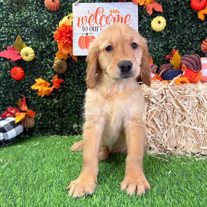 Female Golden Retriever puppy named Beauty for sale at Puppy Dreams - Wichita West.