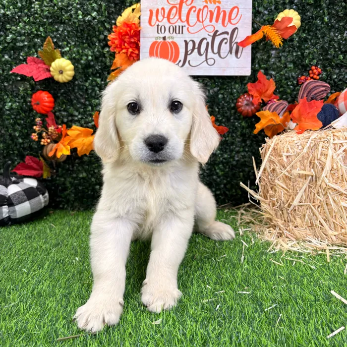 Female Golden Retriever puppy named Tootsie for sale at Puppy Dreams - Wichita West.